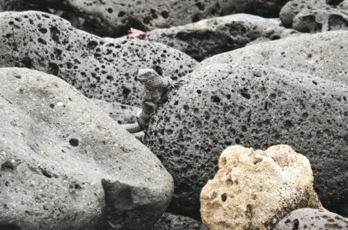 Iguana Marina camouflaged among lava rocks