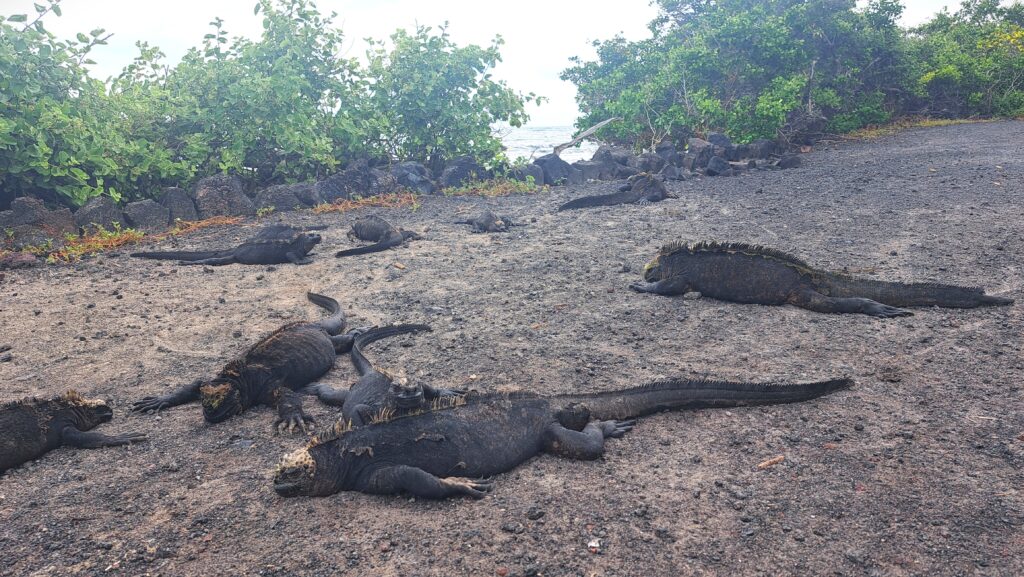 Iguanas Isabela