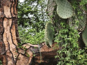 Zwischen Vulkanen und Riesenschildkröten: Begegnung mit dem größten Kaktus der Galápagos-Inseln - wenn nicht der ganzen Welt...
