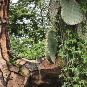Zwischen Vulkanen und Riesenschildkröten: Begegnung mit dem größten Kaktus der Galápagos-Inseln - wenn nicht der ganzen Welt...