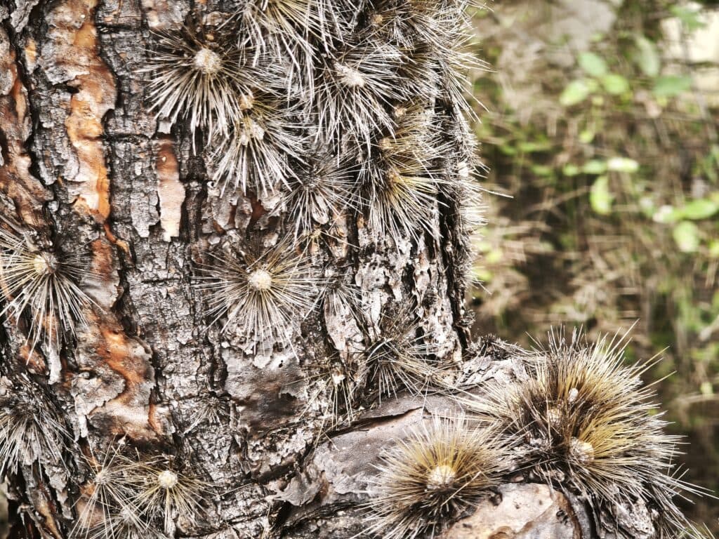 Kaktus 8