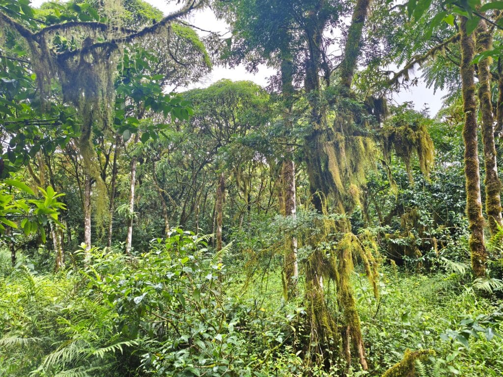 Nebelwald Santa Cruz