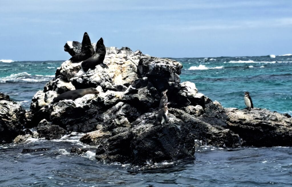 Pinguine