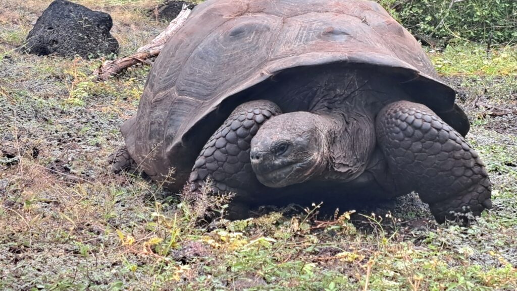 Riesenschildkroete
