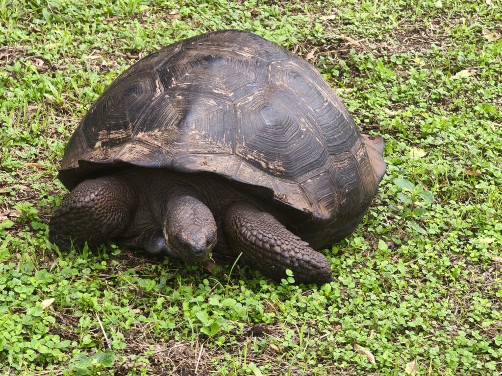 Riesenschildkroete 2