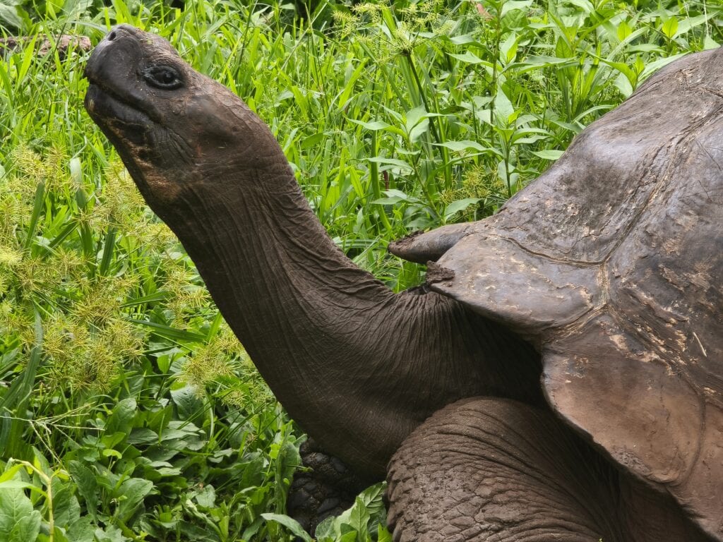 Riesenschildkroete Nahaufnahme