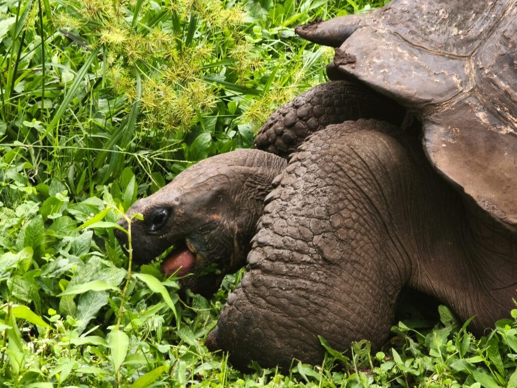 Riesenschildkroete Nahaufnahme 2