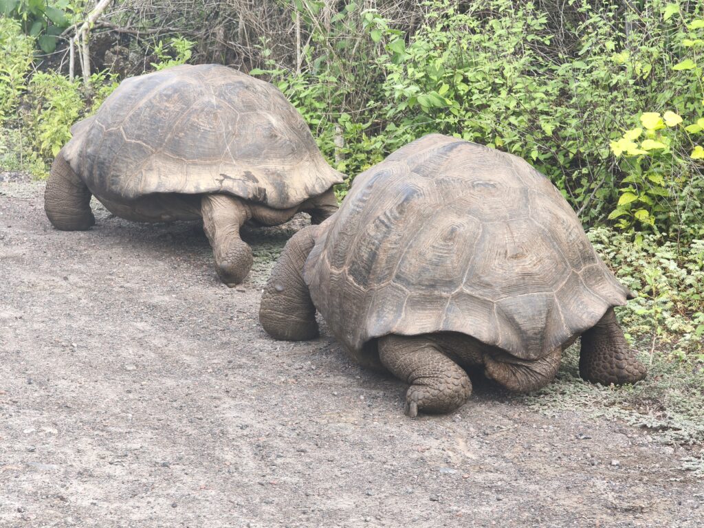 Riesenschildkroetenpaerchen