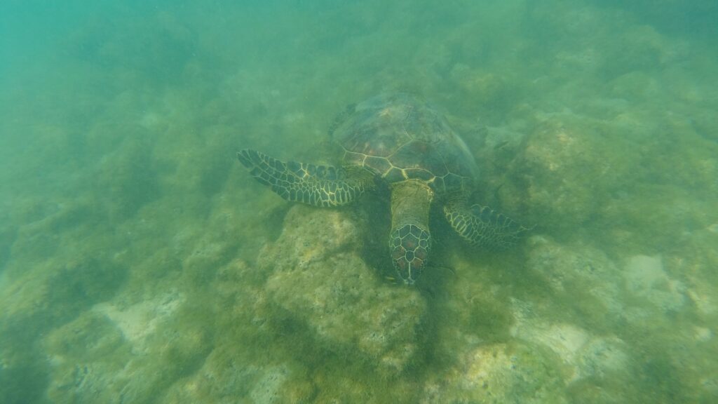 Schildkroete Bahia Sadina