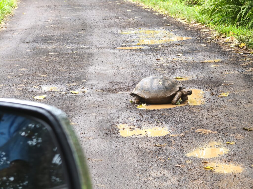 Schildkroete beim Ueberqueren der Strasse