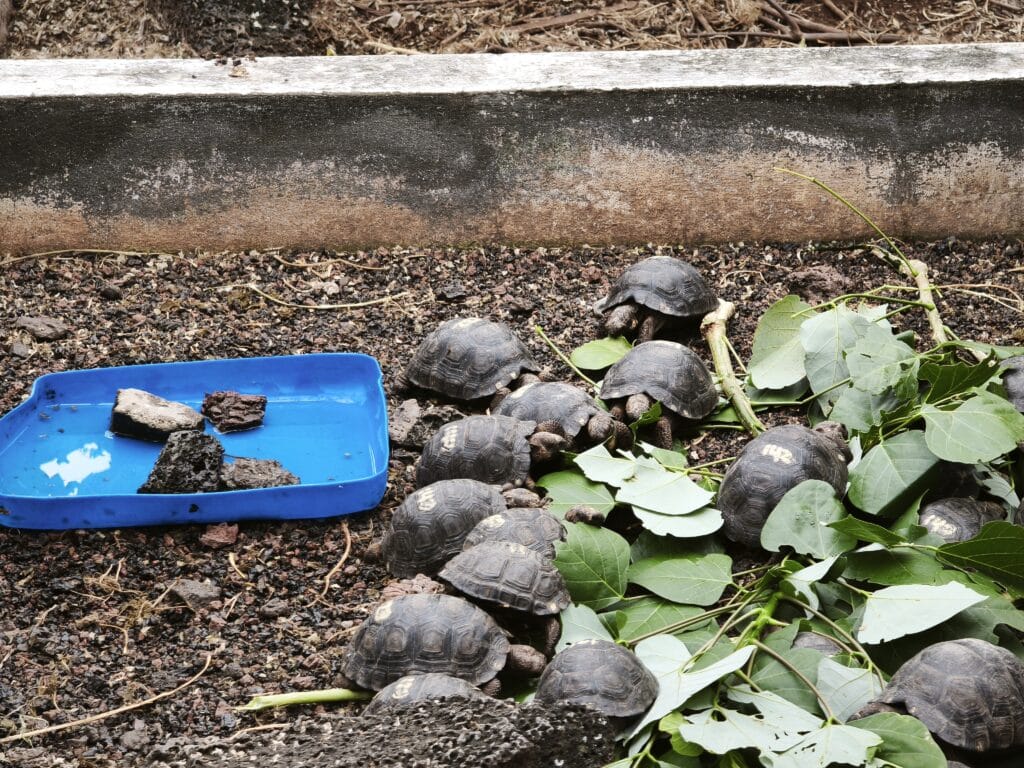 Schildkroetenaufzuchtstation