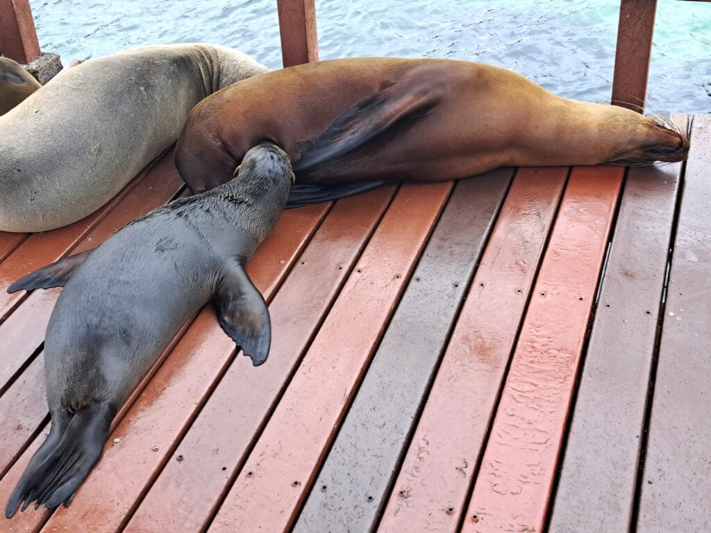 Seeloewen Mutter mit Junges Isabela