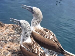 Verliebt in blaue Füße: Unsere Begegnung mit den Boobies