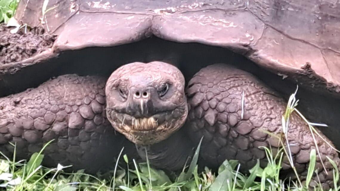 TB Riesenschildkroete