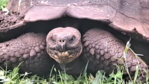 Ruhe, Natur und Riesenschildkröten überall - die Giganten der Evolution
