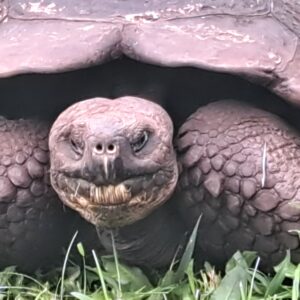 Ruhe, Natur und Riesenschildkröten überall - die Giganten der Evolution