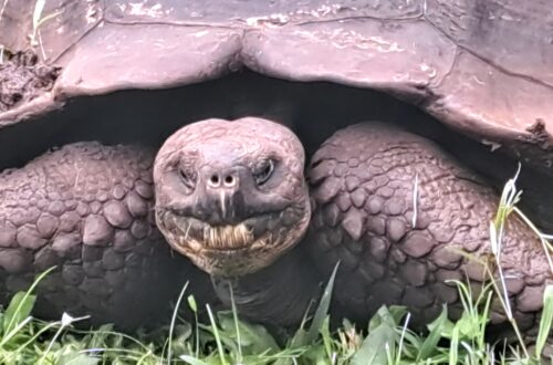 TB Riesenschildkroete