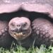 TB Riesenschildkroete
