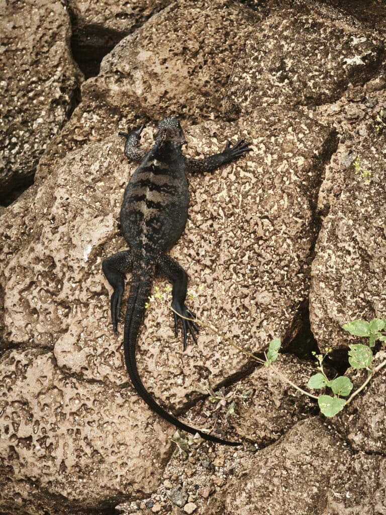 Zeichnung Iguana Marina