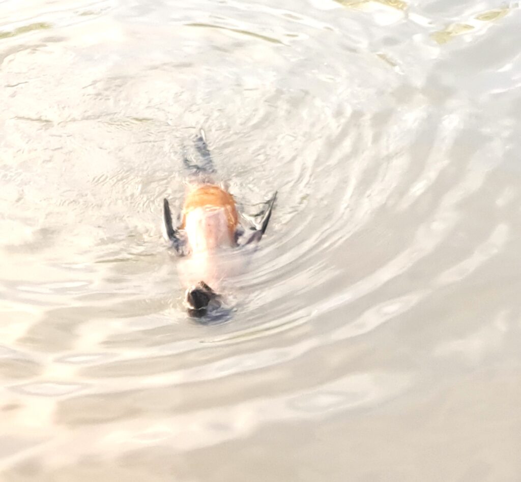 Schwimmender Seeloewe