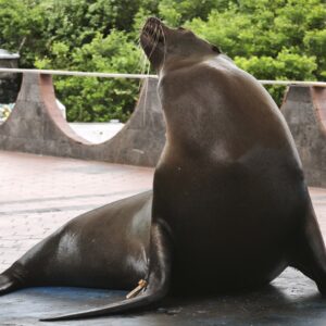 Galápagos-Seelöwen: Die Strand-Profis mit dem entspanntesten Leben der Welt