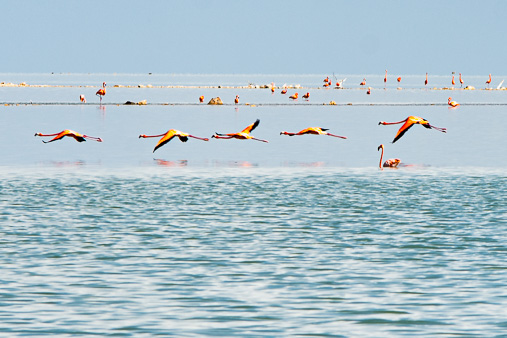 Bahamas Great Inagua Flamingos Fliegend Gross
