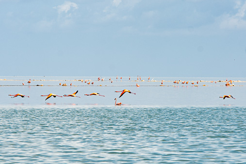 Bahamas Great Inagua Flamingos Fliegend