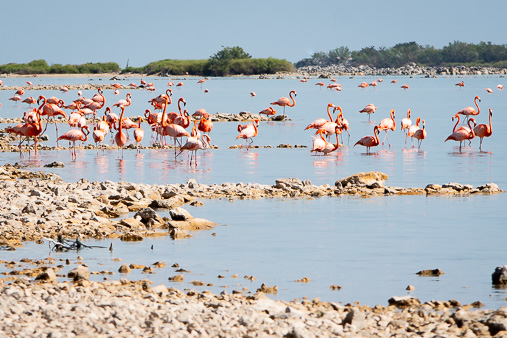 Bahamas Great Inagua Flamingos Stehend Gross Wallaper