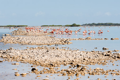 Bahamas Great Inagua Flamingos Stehend Wallaper